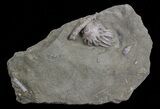 Small, Macrocrinus Crinoid Fossil - Indiana #68562-1